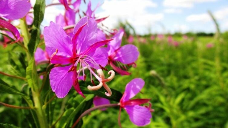 Fireweed blomsterstande med ubestridelige fordele for mænd