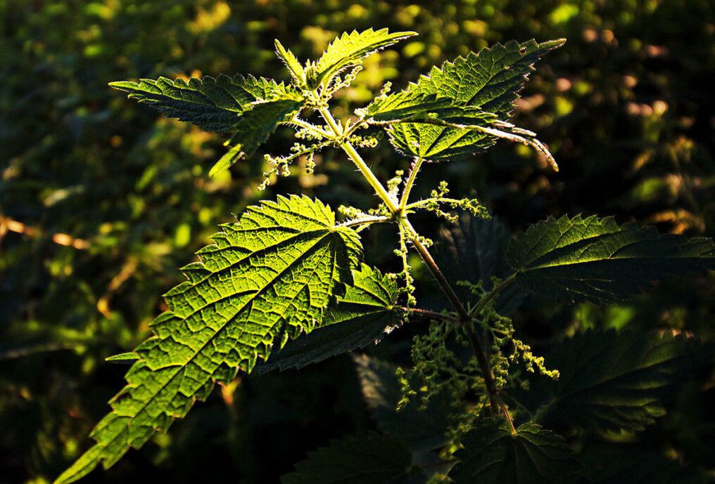 Nettle for at øge styrken