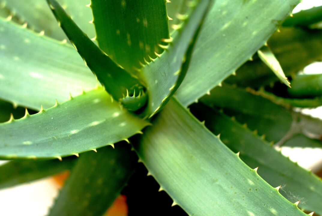 aloe for mandlig styrke