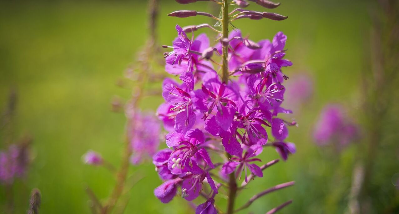 fireweed for mænds sundhed