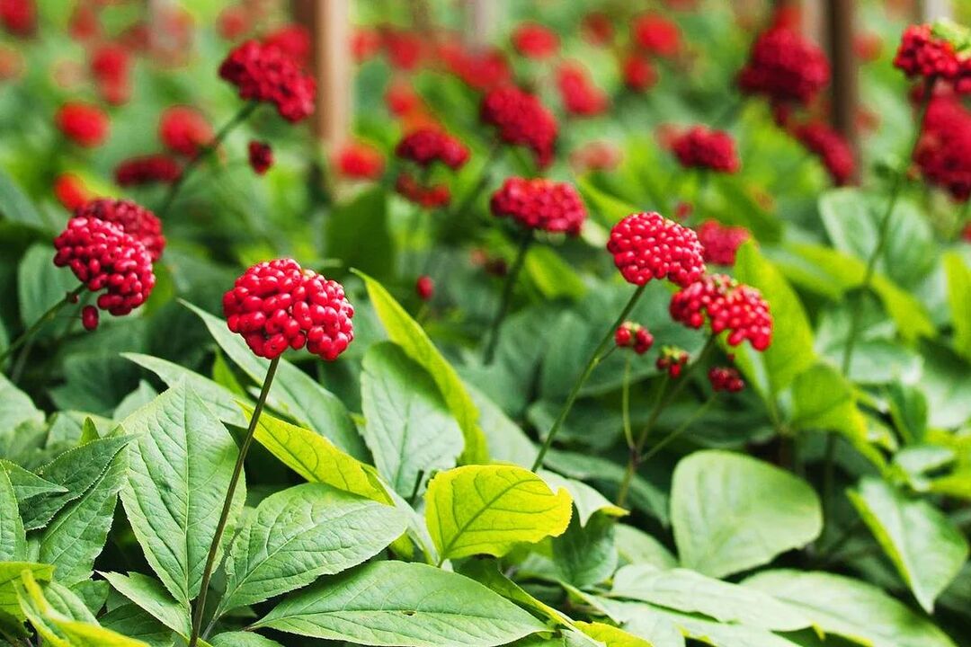 ginseng lægeurt for potens